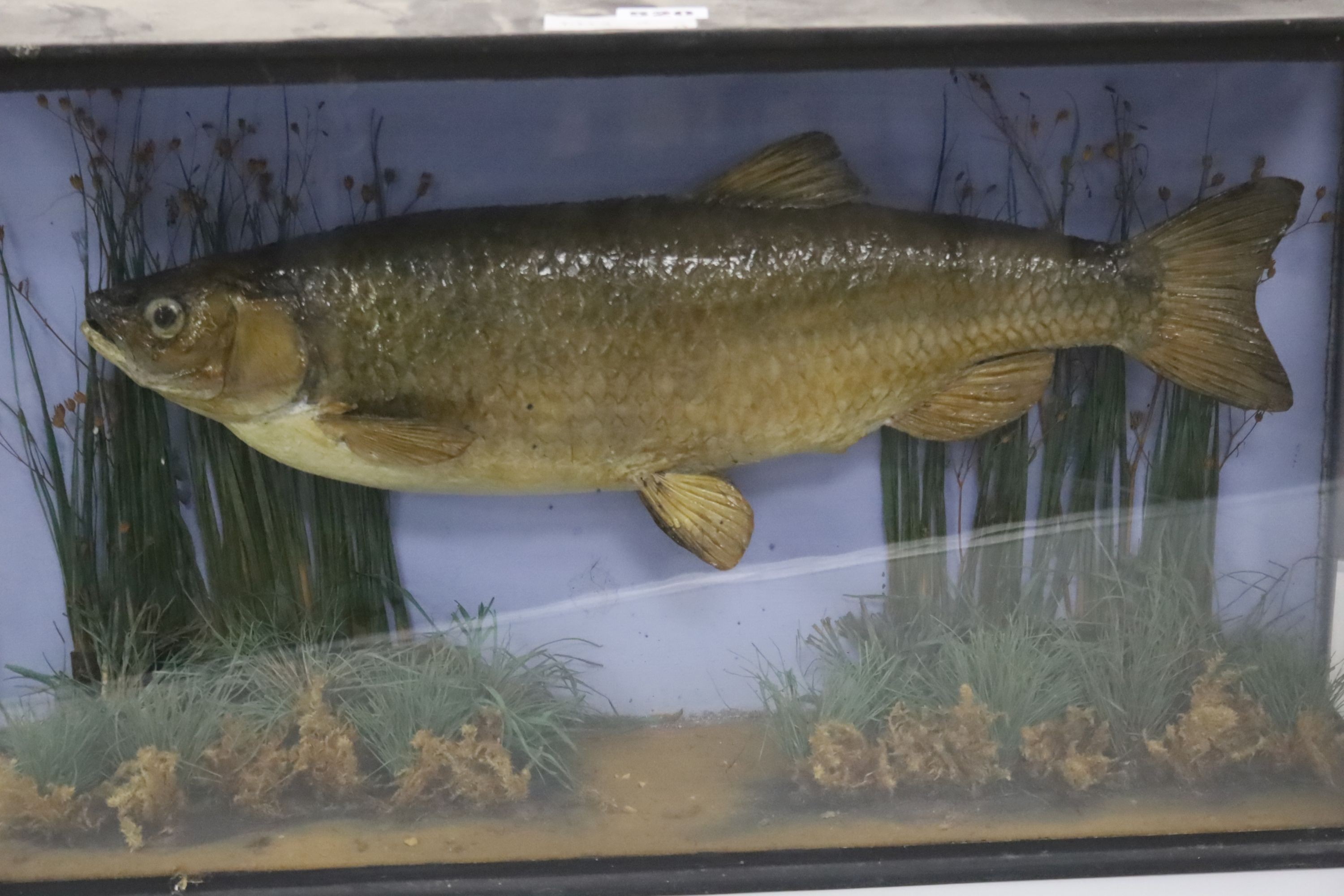 Three cased taxidermic fish, largest 60 x 47cm